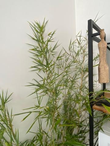 Appartements Pyrenees-Barthou Pau Exterior foto